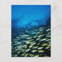 Große Gruppe Bigeye Snapper Fische schwimmen