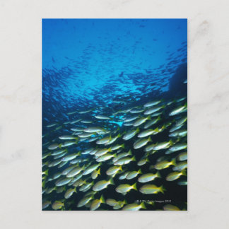 Große Gruppe Bigeye Snapper Fische schwimmen Postkarte