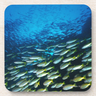 Große Gruppe Großauge-Rotbarschfischschwimmen Untersetzer