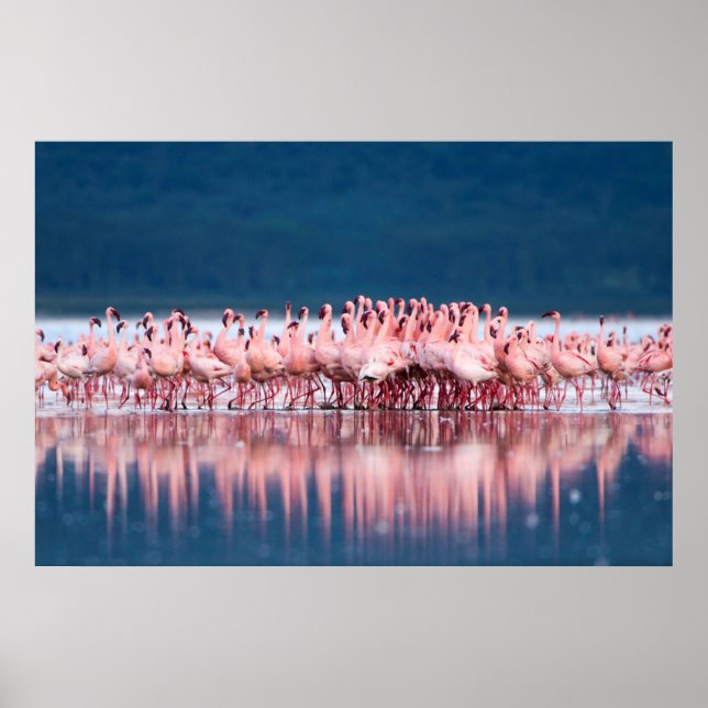 Große Gruppe kleiner Flamingos Poster (Vorne)