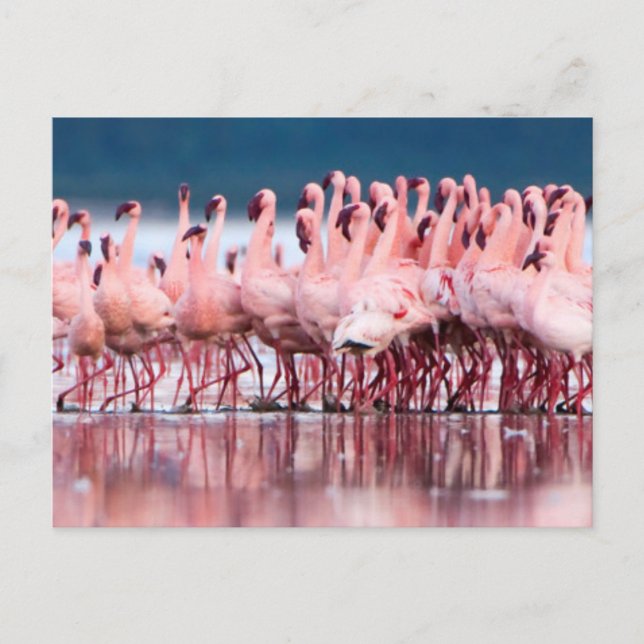 Große Gruppe kleiner Flamingos Postkarte (Vorderseite)