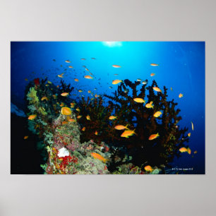 Große Gruppe MeerGoldie Fischschwimmen Poster