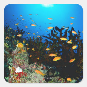 Große Gruppe MeerGoldie Fischschwimmen Quadratischer Aufkleber