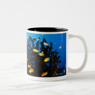 Große Gruppe MeerGoldie Fischschwimmen Zweifarbige Tasse