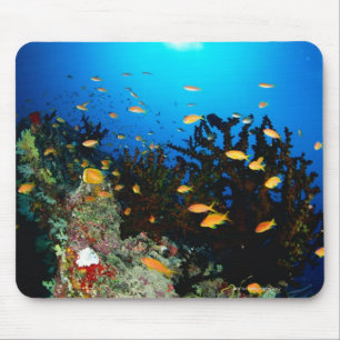 Große Gruppe von Goldfischfischen im Meer Mousepad