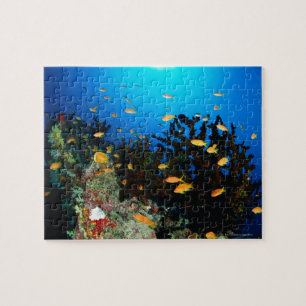Große Gruppe von Goldfischfischen im Meer Puzzle