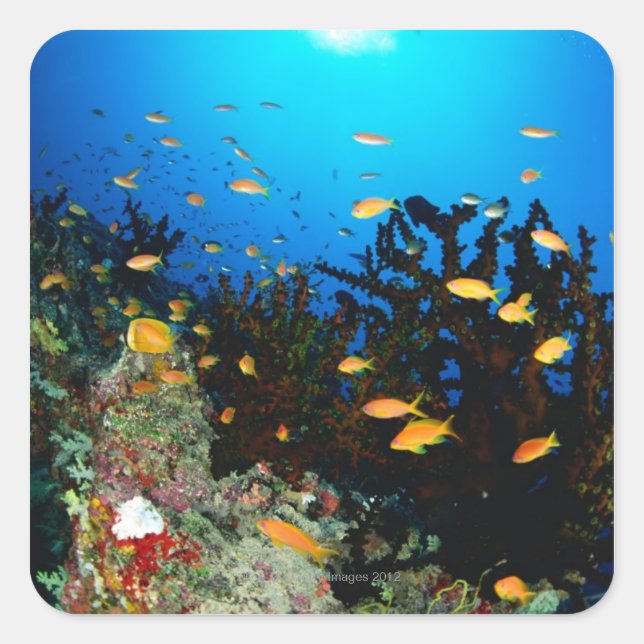 Große Gruppe von Goldfischfischen im Meer Quadratischer Aufkleber (Vorderseite)