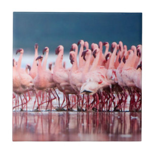 Große Gruppe von Zwergflamingos Fliese