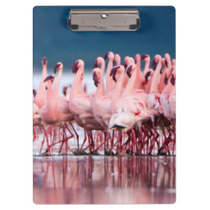 Große Gruppe von Zwergflamingos Klemmbrett