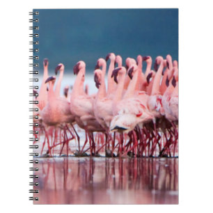 Große Gruppe von Zwergflamingos Notizblock
