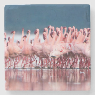 Große Gruppe von Zwergflamingos Steinuntersetzer