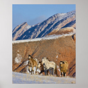 Große Hornberge, Pferde laufen Poster