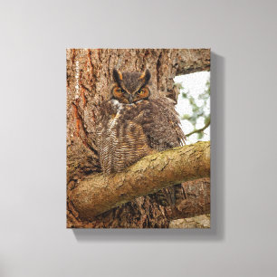 Große Horned Owl im Douglas Fir Leinwanddruck