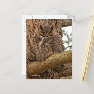 Große Horned Owl im Douglas Fir Postkarte