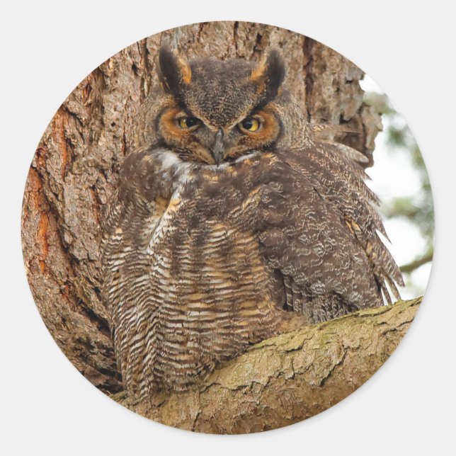 Große Horned Owl im Douglas Fir Runder Aufkleber (Vorderseite)