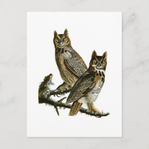 Große Horned Owl John Audubon Birds of America Postkarte