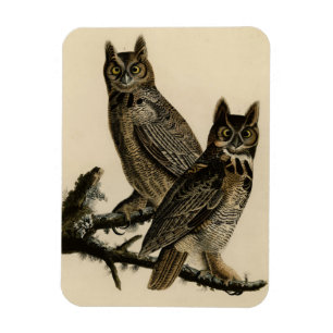 Große Horned Owl von Audubons Vögeln von Amerika Magnet