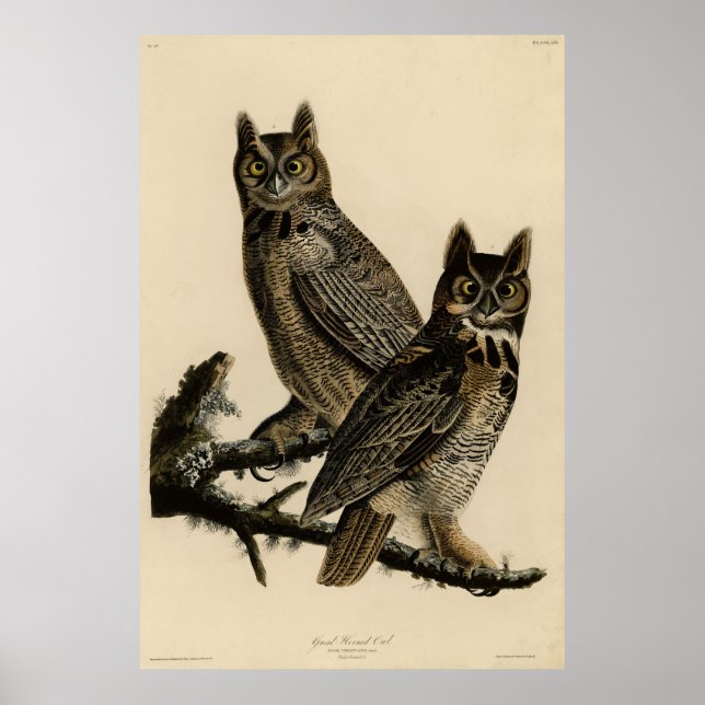 Große Horned Owl von Audubons Vögeln von Amerika Poster (Vorne)