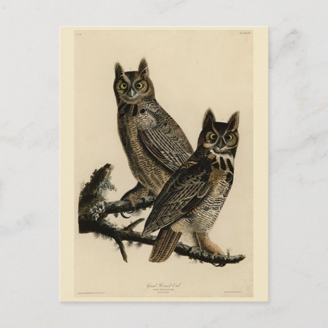Große Horned Owl von Audubons Vögeln von Amerika Postkarte (Vorderseite)