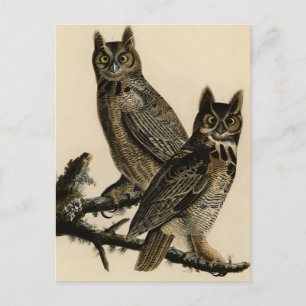 Große Horned Owl von Audubons Vögeln von Amerika Postkarte