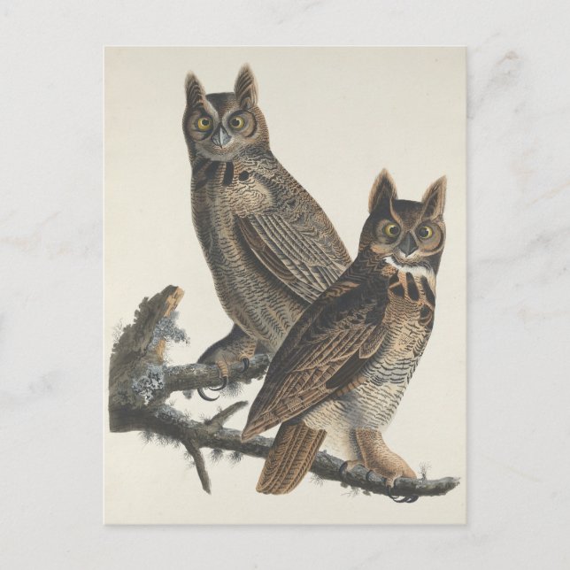 Große Horned Owls Spooky Vintage Illustration Postkarte (Vorderseite)