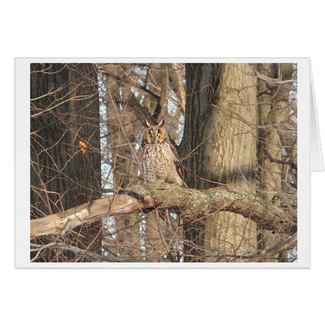 Große Hornschale (Vorderseite (Horizontal))