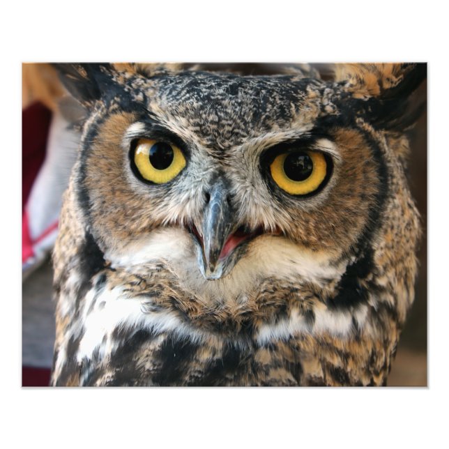 Große Hornschale (Bubo virginianus) Fotodruck (Vorne)