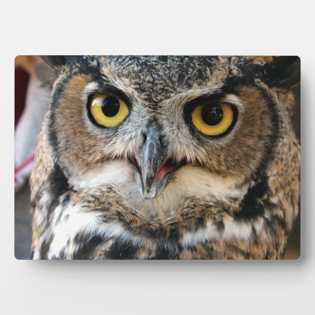 Große Hornschale (Bubo virginianus) Fotoplatte (Vorderseite)