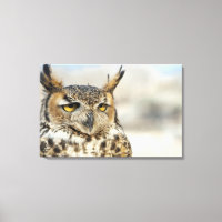 Große Hornschale (Bubo virginianus), gefangen