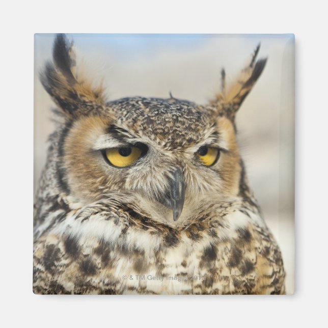 Große Hornschale (Bubo virginianus), gefangen Magnet (Vorne)