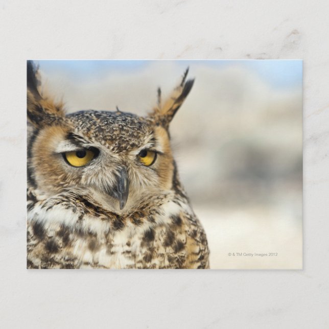 Große Hornschale (Bubo virginianus), gefangen Postkarte (Vorderseite)