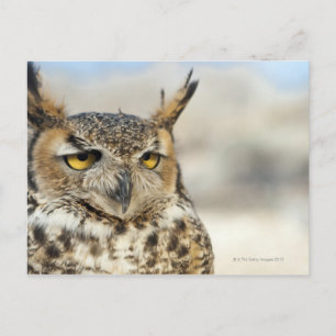 Große Hornschale (Bubo virginianus), gefangen Postkarte