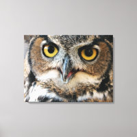 Große Hornschale (Bubo virginianus)