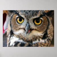 Große Hornschale (Bubo virginianus)