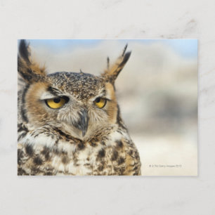 Große Hornschale (Bubo virginianus) Postkarte