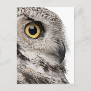 Große Hornschale - Bubo Virginianus Subarcticus Postkarte