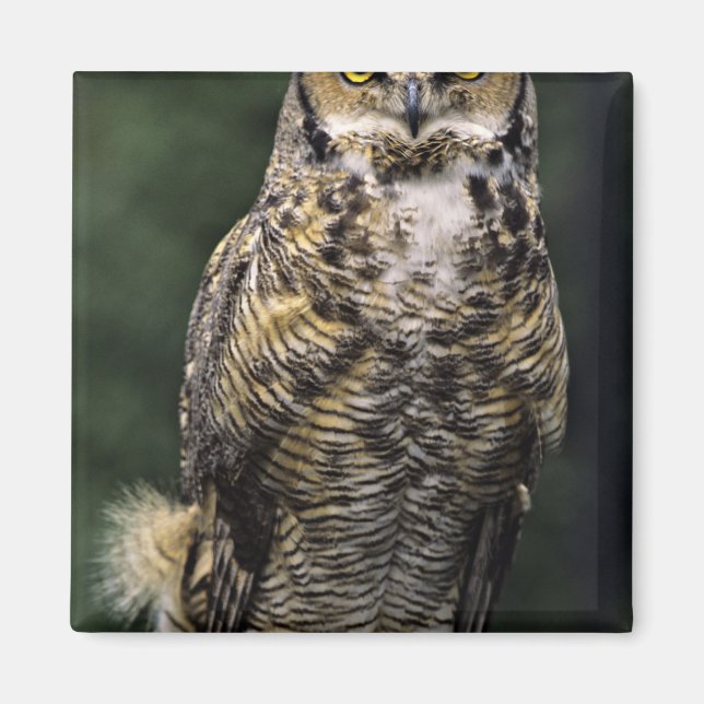 Große Hornschale (Bubo virginianus), Vollkörper Magnet (Vorne)
