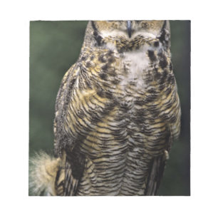 Große Hornschale (Bubo virginianus), Vollkörper Notizblock