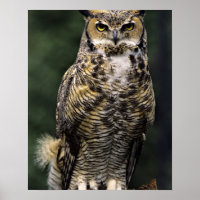 Große Hornschale (Bubo virginianus), Vollkörper