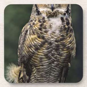 Große Hornschale (Bubo virginianus), Vollkörper Untersetzer