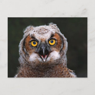 Große Hornschale Postkarte