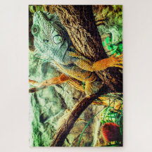Große Iguana