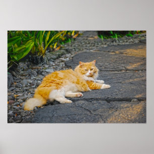Große Ingwer und weiße Katze Poster