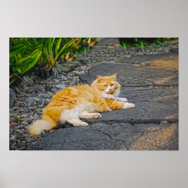 Große Ingwer und weiße Katze Poster (Vorne)