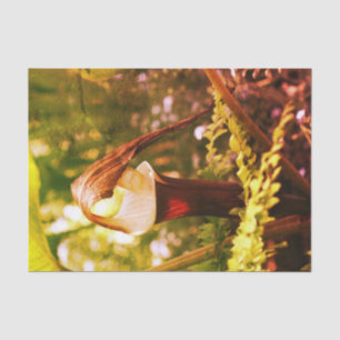 Große Jack In The Pulpit-Blumen-Vintage-Decoupage Seidenpapier