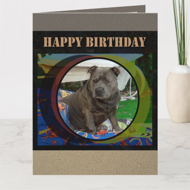 Große Karte | Staffordshire Bull Terrier Birthday (Vorderseite)