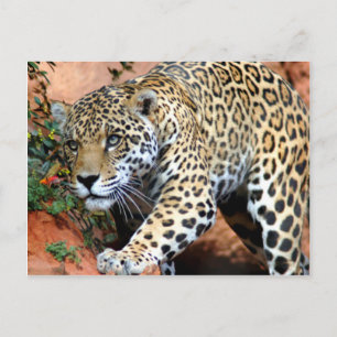 Große Katzen - 10 Postkarte