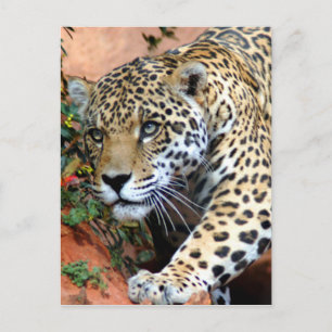 Große Katzen - 10 Postkarte