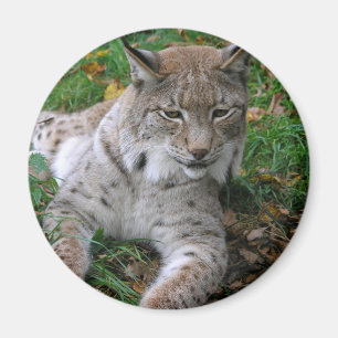 Große Katzen - 11 Magnet