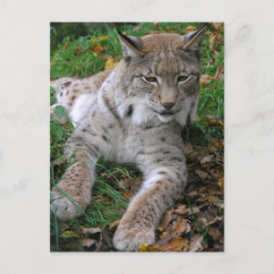 Große Katzen - 11 Postkarte